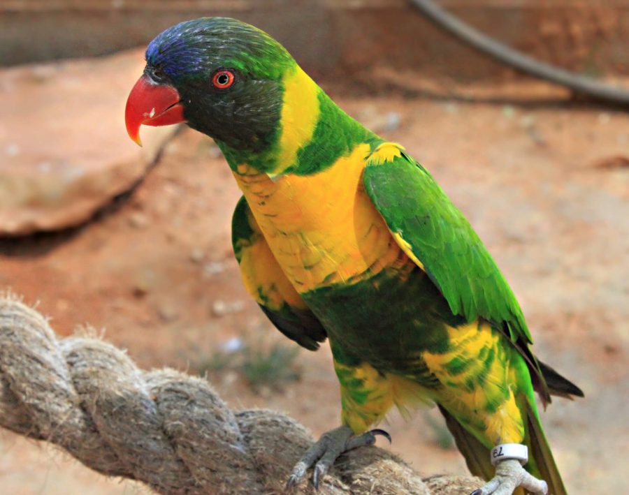 Simple Dog Walking Tips Every Dog Owner Should Know