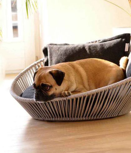 dog laying in dog bed