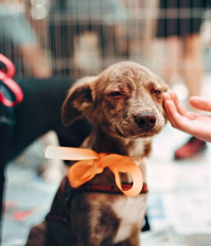 dog being petted on its face
