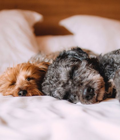 dogs sleeping on bed