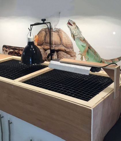 lizard on top of its cage